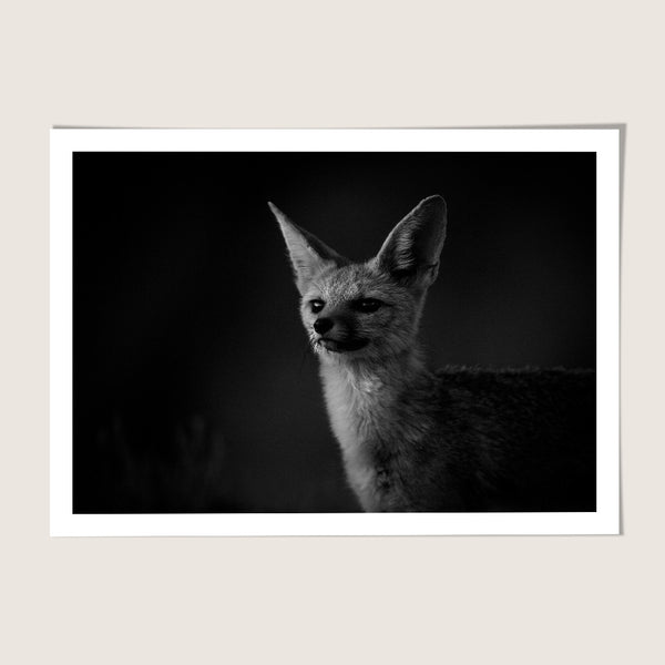 Cape Fox Portrait