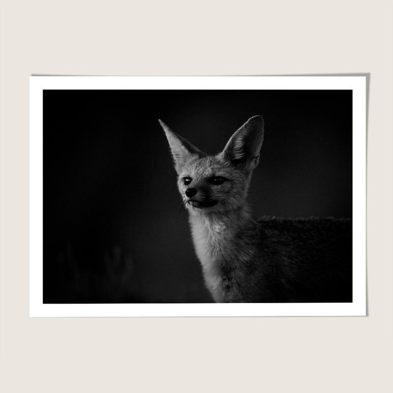 Cape Fox Portrait