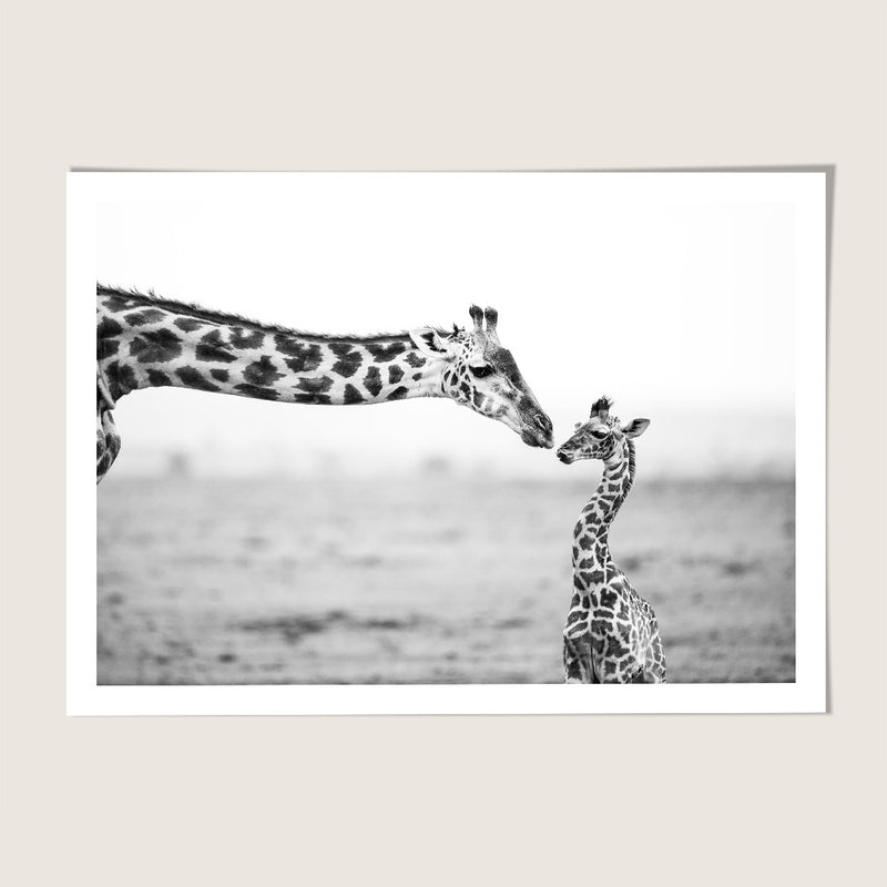 Giraffe kiss