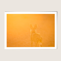 Sunset Wild dog