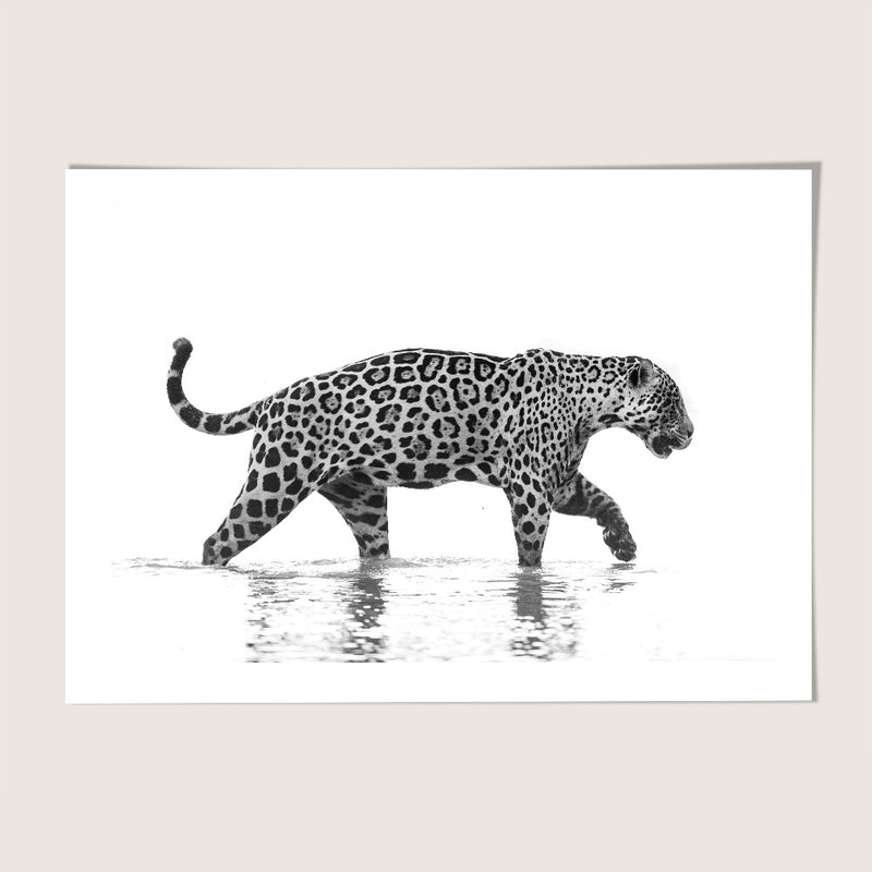 Leopard Contrast