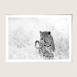 Leopard gaze