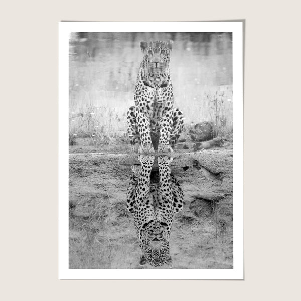 Leopard Reflection