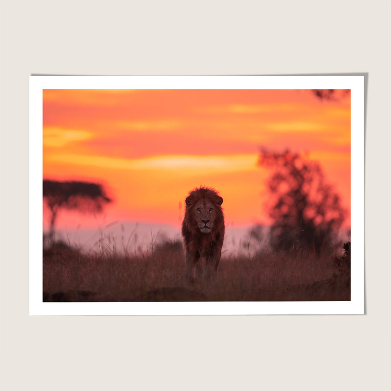 Sunset Lion