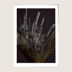 Lilac Grass
